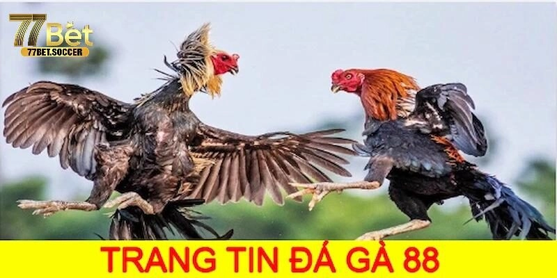 Khái quát về đá gà 88