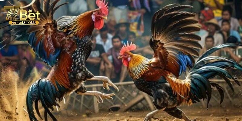 Mẹo đá gà Thomo thắng lớn như thế nào?