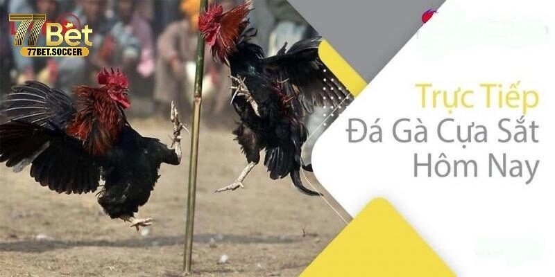 Tìm hiểu thông tin về đá gà cựa sắt