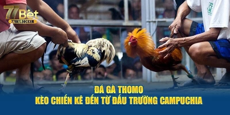 Đá Gà Thomo – Tổng Hợp Các Hình Thức Thú Vị Tại 77bet