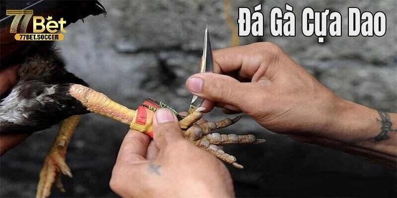 Mãn Nhãn Với Cuộc Đấu Đá Gà Cựa Dao, Máu Lửa Tại 77bet