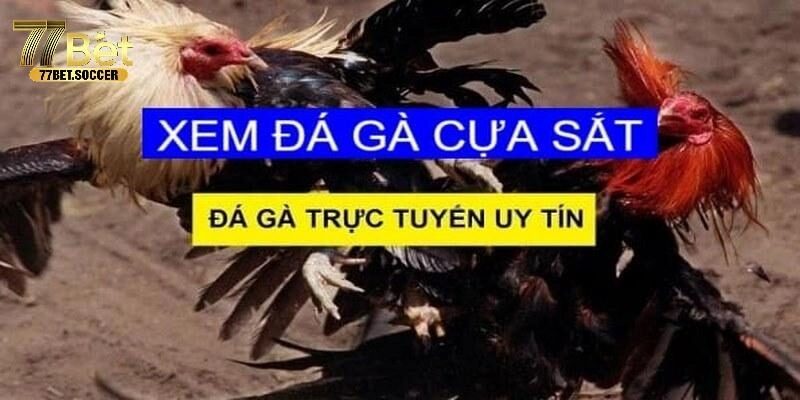 Đá Gà Cựa Sắt Siêu Phẩm Giải Trí Cực Hay Tại Nhà Cái 77Bet