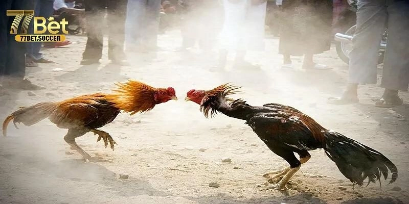 Một số hình thức thường gặp tại đá gà 88