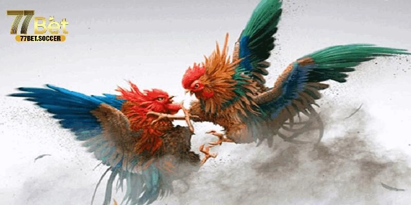 Lý do đá gà 88 là điểm đến lý tưởng cho dân chơi