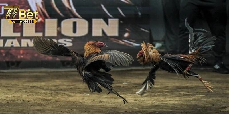 Khám Phá Giải Đấu Đá Gà C2 Đẳng Cấp Quốc Tế Tại 77bet